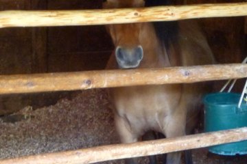 <p>Guests are immediately welcomed by this inhabitant.</p>