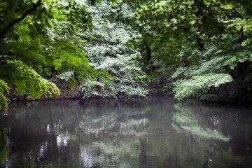 <p>A small pond located in the middle of the garden</p>