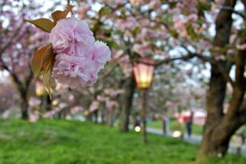 Sakura at the Hiroshima Mint