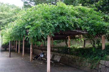 <p>A shady place to doze</p>