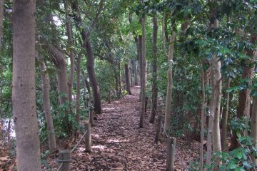 <p>A walk in the woods</p>