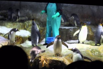 Osaka Aquarium