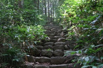 <p>Stone step trail going though a green forest</p>