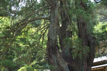 <p>A roughly 320 year old Japanese cypress rests in the temple's garden</p>