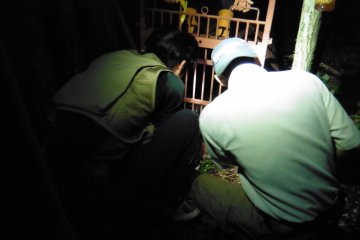 <p>Checking if the bear is asleep before taking it out from the trap</p>