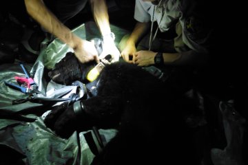 <p>Putting the radio collar around the bear's neck</p>