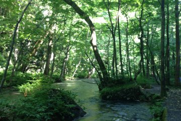 <p>Oirase River in Aomori: Another shot, another natural beauty</p>