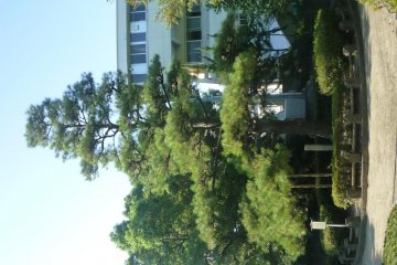 Pine tree planted by Emperor Taisho.