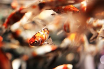Art Aquarium in Nihonbashi