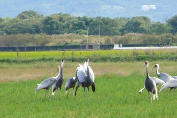 <p>A group of cranes playfully posture in the tall grass</p>