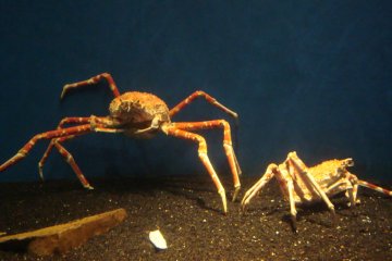 Taka ashi (tall leg) crabs