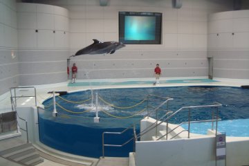 Take in a dolphin show for some cool acrobatics