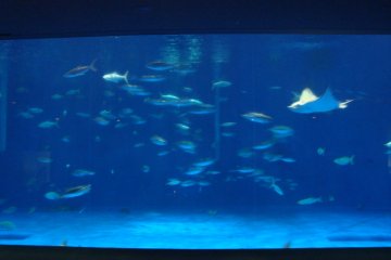 The Kuroshio Great Tank