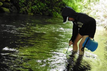 <p>Looking for Japanese fluvial sculpin fish</p>