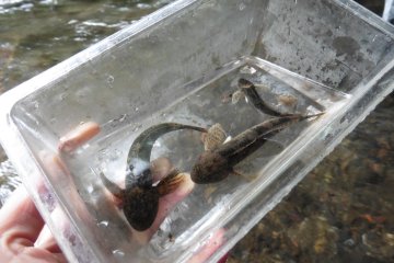 <p>That day, the group actually caught five fish!</p>