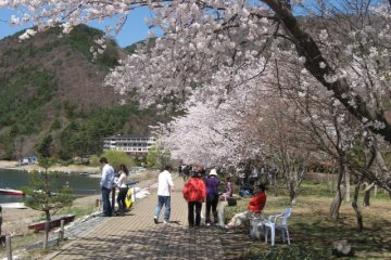 <p>The walking trail lined with beauties !</p>