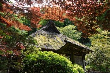 <p>Bronze maple frames the house against a green background.</p>