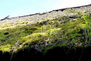 <p>Thick green moss grows on the thatch</p>