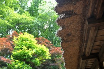 <p>You an see the thatch is deteriorating along this edge</p>