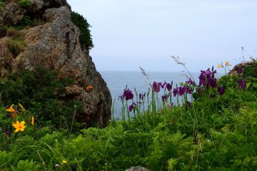 <p>Beautiful flowers and thick grass add contrast to the predominantly rocky coastline</p>