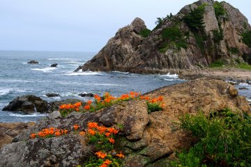 <p>Flowers growing through the rocks add a dash of bright colour to the landscape</p>