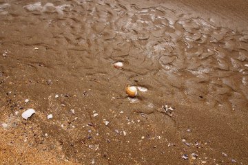 <p>Perfect shells are scattered all along the beach</p>