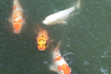 <p>Des carpes ko&iuml;&nbsp;</p>
