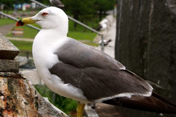 If you have ever wanted to get up close and personal with a seagull, this is the place to do it