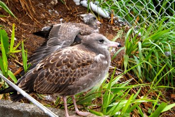 Gull chicks are brown, and smaller than the adults