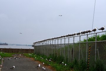 The wire fence around the Shrine grounds, with its inhabitants making very clear who is in charge