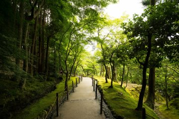 <p>Path that you will follow around surrounded by trees.</p>