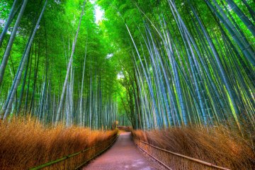 <p>Bamboo grove&nbsp;</p>