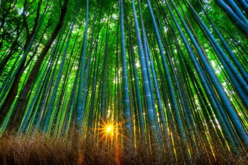 <p>Bamboo grove during sunset</p>