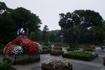 <p>A pretty collection of flowers</p>