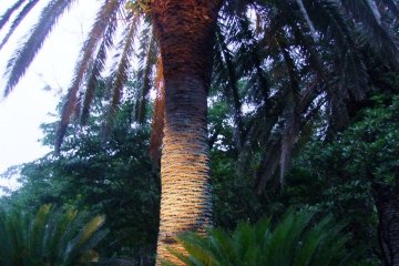 <p>Tropical plants get lit up at night</p>