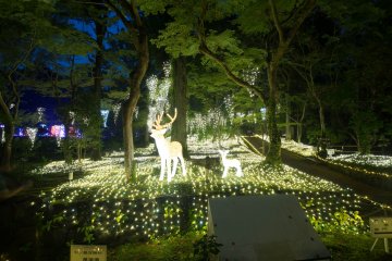Illuminara: Manyo Botanical Garden