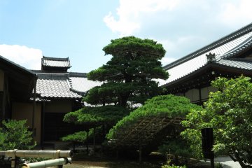 陆舟之松