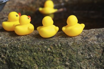 <p>You'll take to this place like a duck to water&nbsp;</p>