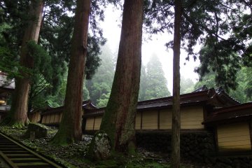 <p>Ancient tall cedar trees standing beside one of the temple buildings</p>