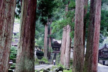 <p>Looking at 'Karamon (Chinese Gate)' through tall, giant cedar trees</p>