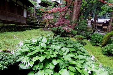 This beautiful garden spreads out beside the stone stairs leading to the entrance gate