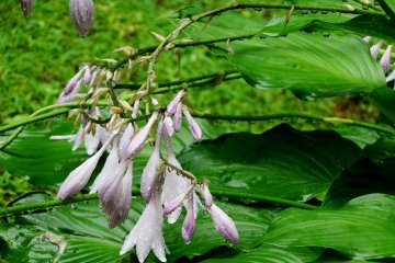 Lovely lilies dripping rain drops