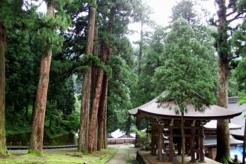 <p>Famous belfry stands in a silent forest</p>