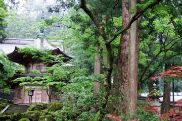 <p>Pagoda seen through green and red leaves</p>