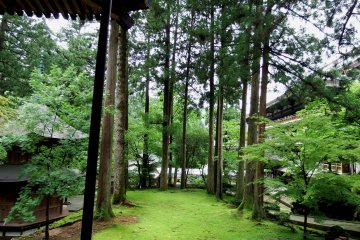 <p>Pagoda and tall cedar trees. Everything looks fresh and green here</p>