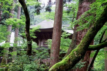 <p>Pagoda in the green forest</p>