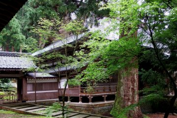 <p>'Shidōden' in a forest</p>