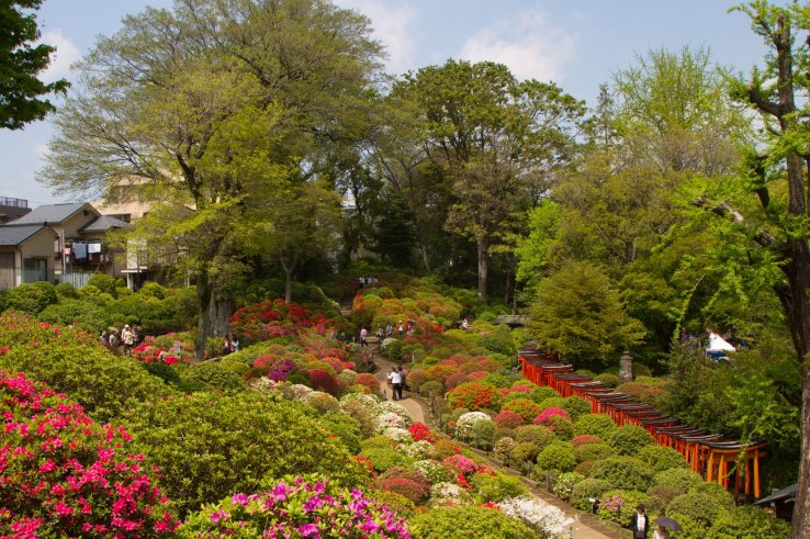 <p>The extensive azalea garden</p>