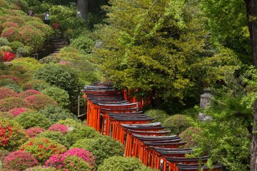 <p>Torii path alongside the azalea garden</p>