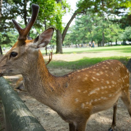 Things to Do in Nara